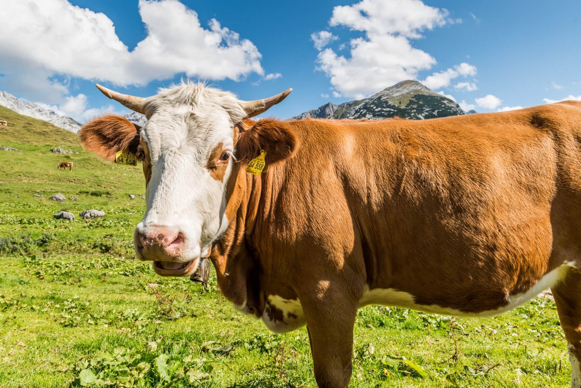 Kuh in Nahaufnahme auf der Alm